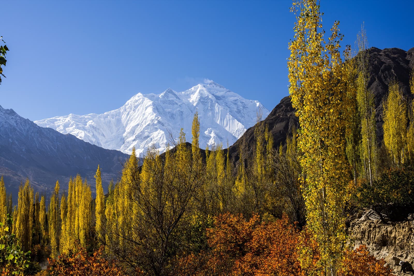 Rakaposhi rising above autumn poplars in Nagar
